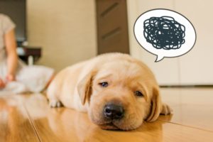 子犬