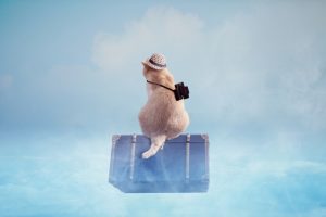 猫、スーツケース